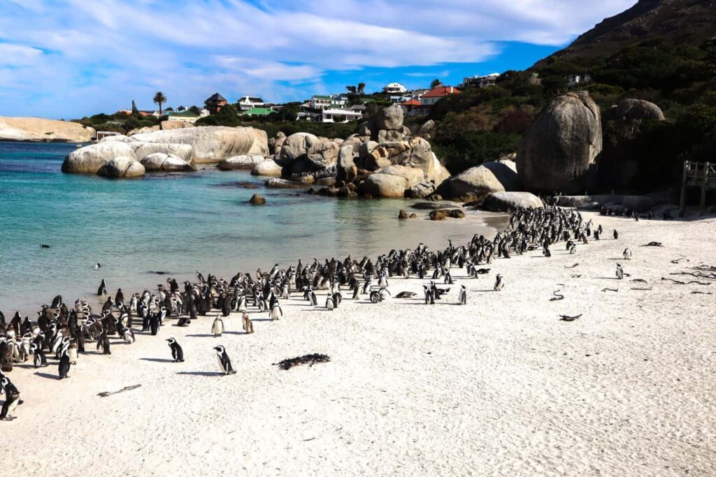 Penguins on Boulders Beach