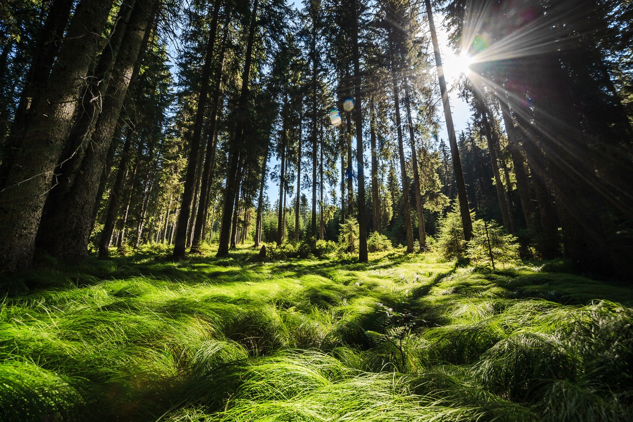 F004352-tnp_014_forests_on_pokljuka_plateau_photo_ales_zdesar_orig_jpg-photo-m Large