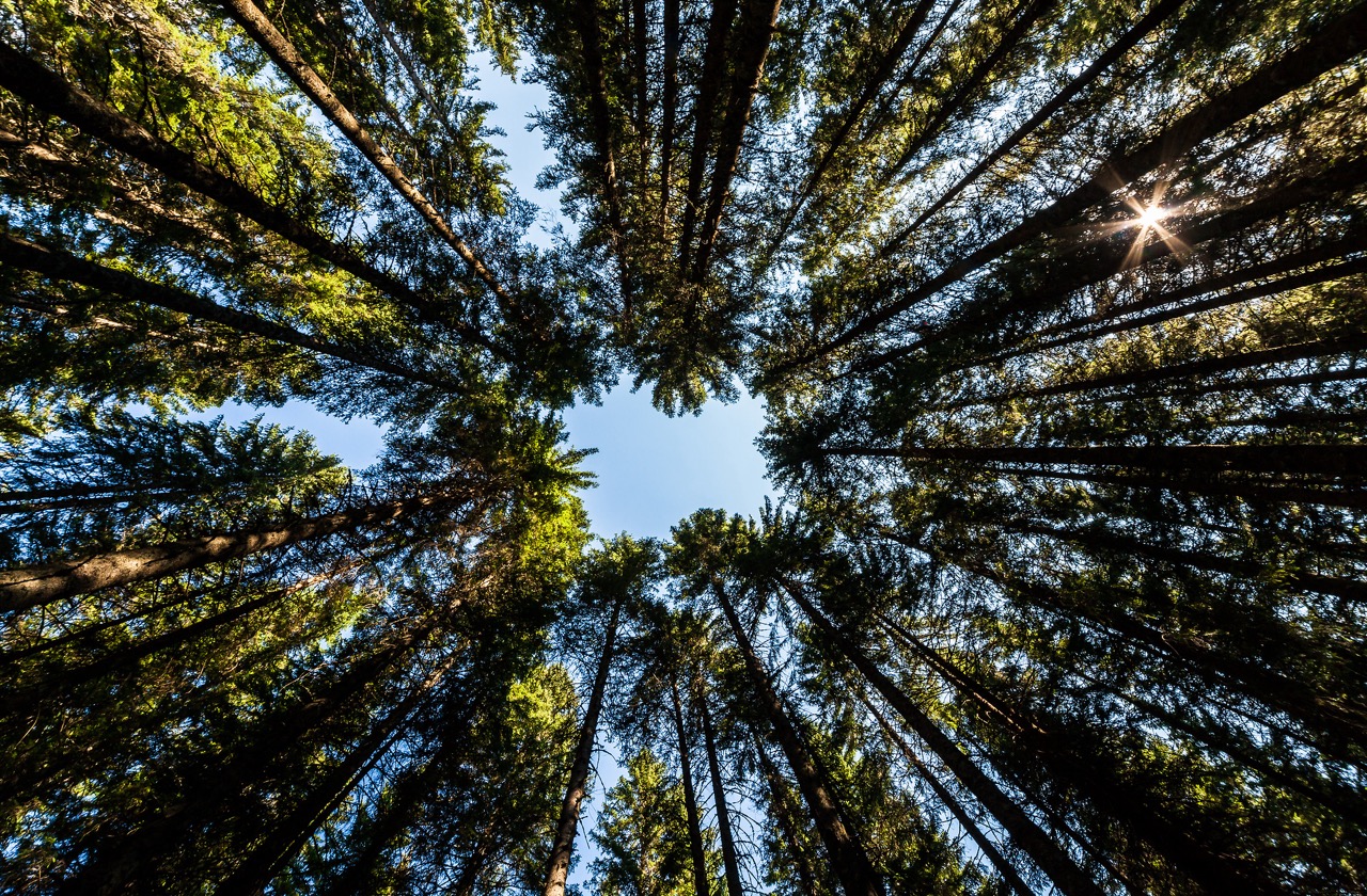 F004353-tnp_013_pine_forest_on_pokljuka_plateau_photo_ales_zdesar_orig_jpg-photo-m Large