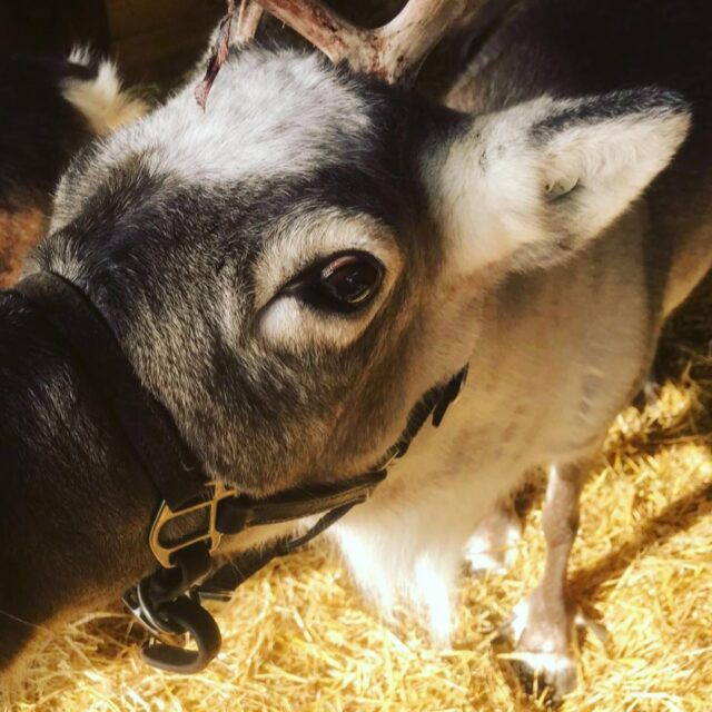 One week until December! Are you ready? The countdown is on! As we all begin preparation for the Christmas period, we thought we would showcase what Red Blaze can offer…

🎁 Christmas hampers and rewards! 🎅🏻
Looking to reward your staff with something a little different to an Xmas bonus? At Red Blaze we have an abundance of Christmas themed hampers and rewards, totally bespoke to you, your staff, and your budget!

🪩 Christmas events! 🪩
Whether it be consumer facing, internal, or partner related, we have the ability to provide any form of bespoke event you're looking to organise this year! Whether it be a consumer event to engage audiences, or a Christmas themed overlay incentive, we can make it happen!

🎄 Dinners and Parties! 🎄
Looking to get everyone in the office together for an end of year occasion? Let us take the stress of the occasion from you. We'll take care of all of the end-to-end solutions regarding the event. Whether it be travel, accommodation, booking, venue finding... let us do the work, so you can really let your hair down!

🎄🎅🎁🛷☃️

THINK DIFFERENTLY THIS CHRISTMAS, THINK RED BLAZE 🔥

Get in touch on info@redblaze.co.uk

#christmas2023 #christmasparties #christmasevents #corporatechristmas