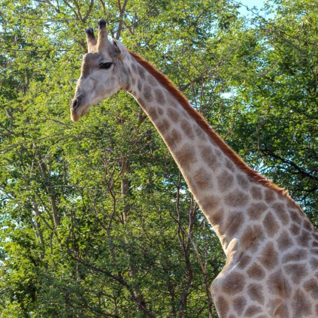 Here's one from the vault...
Checkout out our case study on one of our favourite African adventures. A 4-night Safari programme in the stunning and vibrant country of Zambia. Want to learn more? Head to our latest case study on the official Red Blaze website!
Think Differently. Think Red Blaze 🔥
#ZambiaEvents
#incentivetravel
#bemoreredblaze